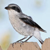Loggerhead Shrike